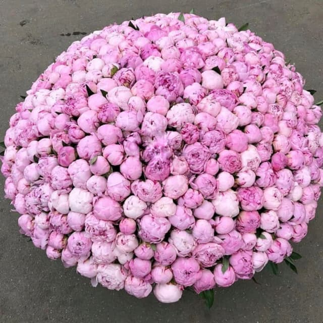 Корзина из 201 пиона "AMAZING!"