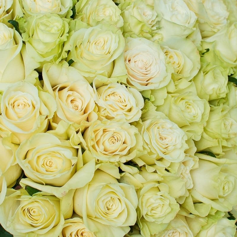 Букет из 101 розы Mondial 60 см "ROSES 24" — Фото 3