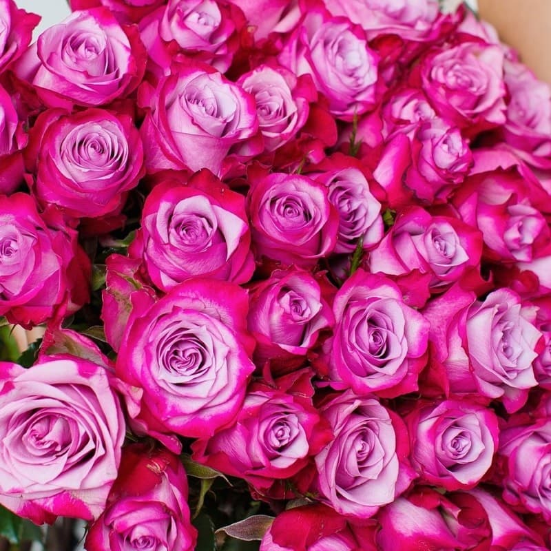 Открыть фото крупно Букет из 51 розы Deep Purple 60 см "ROSES 42" — Фото 3