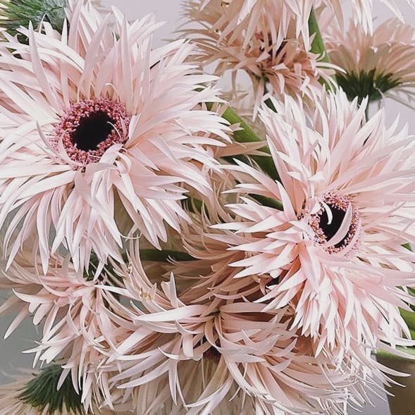 Герберы купить букет цветов в СПб с доставкой, цена