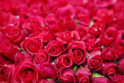 Роза - классика стиля в мире цветов