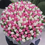 Букет из 201 белого и розового тюльпана "SOFT EMBRACE"