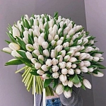 Букет из 151 белого тюльпана "COTTON SKY"